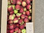 Яблоки оптом от производителя, урожай 2023 г. - фото 1
