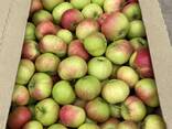 Яблоки оптом от производителя, урожай 2023 г. - фото 2
