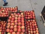 Яблоки разных сортов : Айдаред, Лигл, Гала, Рубинстар, Имрус. .. . - фото 1