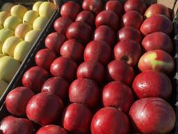 Яблоки свежие