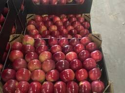 Яблоки свежие