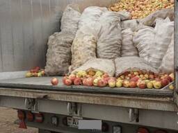 Яблоко для переработки от 25 тонн.