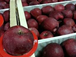 Яблоко Ред Делишес (Джурамин)