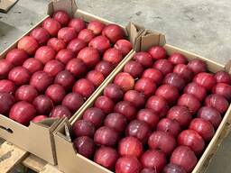 Яблоко сорт Ред Делишес (Казахстан)