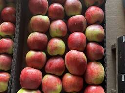 Яблоко сортов( теремок, беларусское сладкое и т. д)