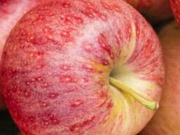 Яблоко свежее 2025г.