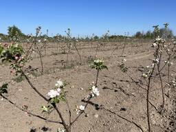 Яблоневый сад 20 га в Брестском районе