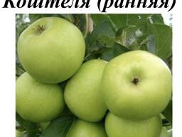 Яблоня «Каштеля»