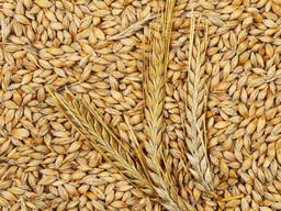 Овес фуражный