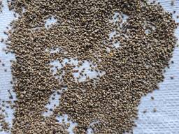 Ячмень фуражный