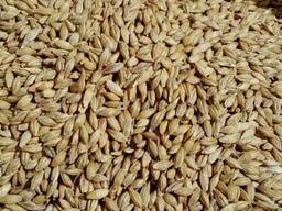 Ячмень фуражный / продовольственный