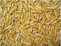 ОВЁС (посевной)