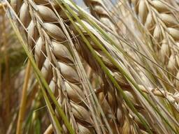 ЯЧМЕНЬ (посевной!) СЕМЕНА