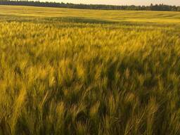 Пшеница озимая (семена), овес яровой Шанс РС-1, Овес яровой Квант Элита