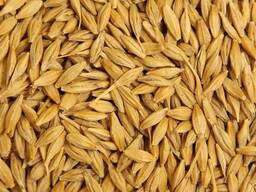 Ячмень яровой урожай 2025 года