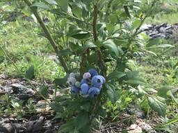 Ягода Голубика ЭКО Опт Розница