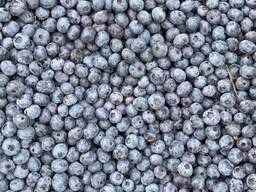 Ягоды голубики