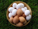 Яйцо куриное - фото 1