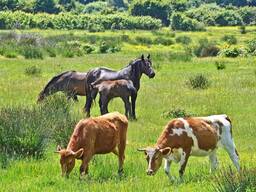 Закупаем лошадей, жеребят, коров, быков по всей Беларуси