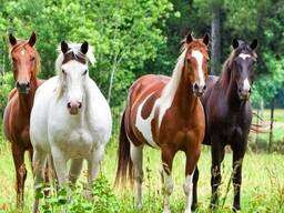 Закупаем лошадей, жеребят, коров, быков по всей Беларуси