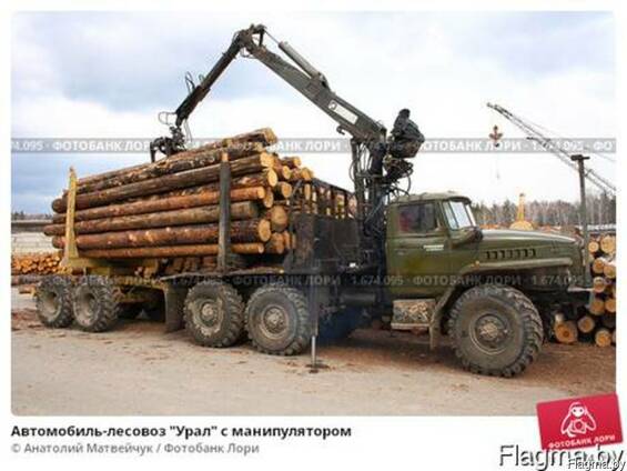 Закупаем на постоянной основе пиловочный лес хвойных пород.