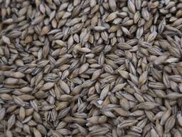 Закупаем ячмень