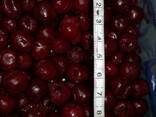 Замороженная ягода , пюре, лиофильная сушка - фото 2
