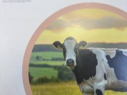 Защищенный пальмовый жир для КРС PAOL (Паол)