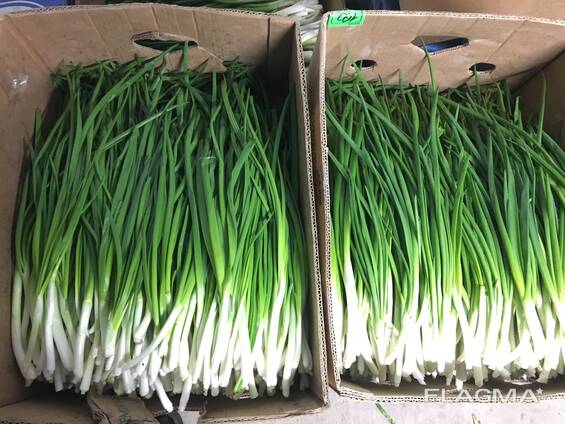 Зеленый лук