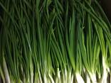Зеленый лук - фото 2