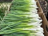 Зеленый лук перо - фото 1