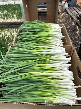 Зеленый лук перо