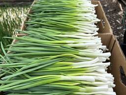 Зеленый лук перо