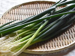 Зеленый перьевой лук