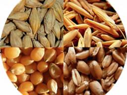 Зерно фуражное пшеница, ячмень, овес и другие культуры.