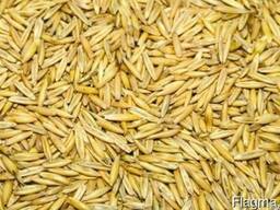 Зерно, комбикорма