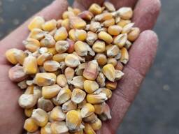 Зерно кукурузное фуражное, цена договорная