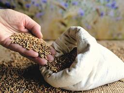 Закупаем зерно - Овёс, пшеница, ячмень