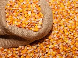 Зерно Кукурузы фуражной