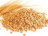 Зерно: пшеница, ячмень, тритикале, овес, рожь, кукуруза - фото 1