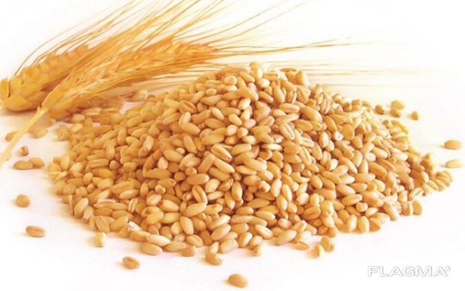 Зерно: пшеница, ячмень, тритикале, овес, рожь, кукуруза