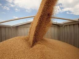 Зерно: пшеница, ячмень, тритикале, овес, рожь
