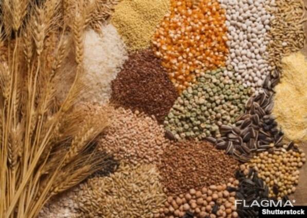 Зерно: тритикале, пшеница, ячмень, рожь, овес, кукурузу