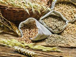 Закупаем зерно фуражное и продовольственное