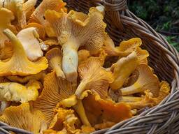 Зерно(пшеница кукуруза ячмень)