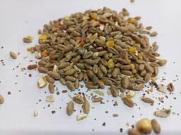 Зерносмесь 2025 года