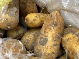 Желтая морковь свежая