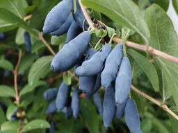 Жимолость камчатская (саженец Р9)