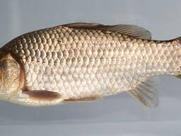 Живец карась