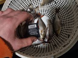 Живец карась и плотва